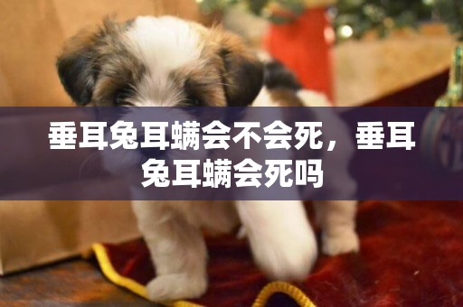 垂耳兔耳螨會不會死，垂耳兔耳螨會死嗎