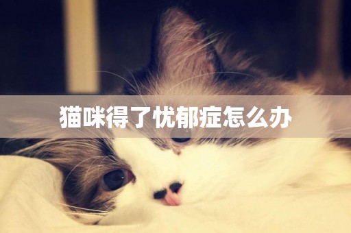 貓咪得了憂郁癥怎么辦
