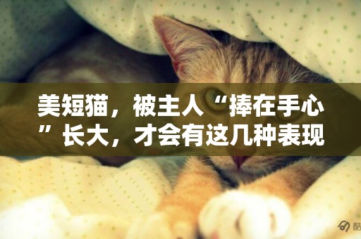 美短貓，被主人“捧在手心”長大，才會有這幾種表現