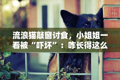 流浪貓敲窗討食，小姐姐一看被“嚇壞”：咋長得這么像鰲拜