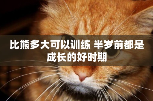 比熊多大可以訓練 半歲前都是成長的好時期