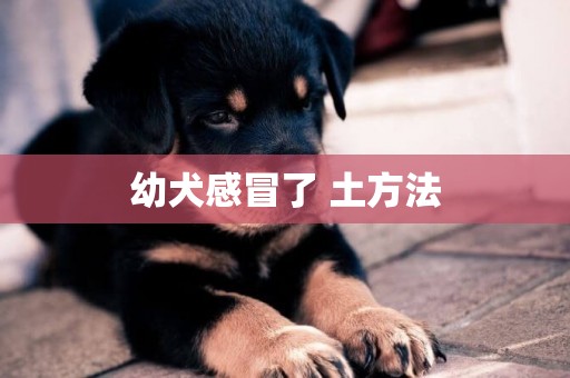 幼犬感冒了 土方法
