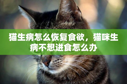 貓生病怎么恢復食欲，貓咪生病不想進食怎么辦