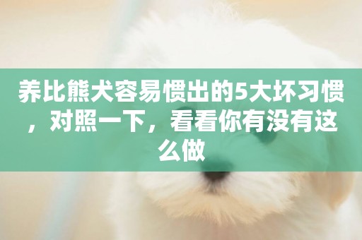 養比熊犬容易慣出的5大壞習慣，對照一下，看看你有沒有這么做