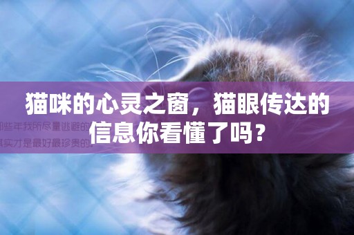 貓咪的心靈之窗，貓眼傳達的信息你看懂了嗎？