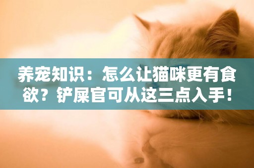 養寵知識：怎么讓貓咪更有食欲？鏟屎官可從這三點入手！
