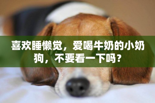 喜歡睡懶覺，愛喝牛奶的小奶狗，不要看一下嗎？