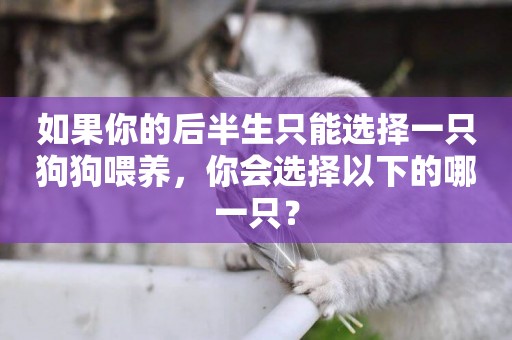 如果你的后半生只能選擇一只狗狗喂養，你會選擇以下的哪一只？