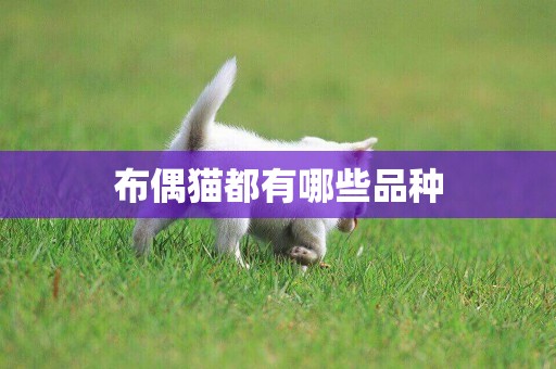 布偶貓都有哪些品種