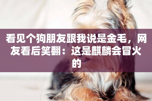 看見個狗朋友跟我說是金毛，網友看后笑翻：這是麒麟會冒火的