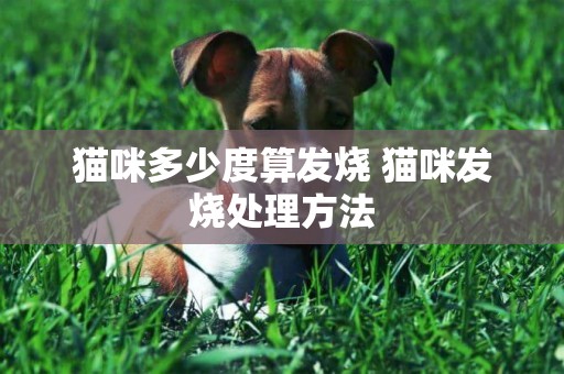 貓咪多少度算發燒 貓咪發燒處理方法