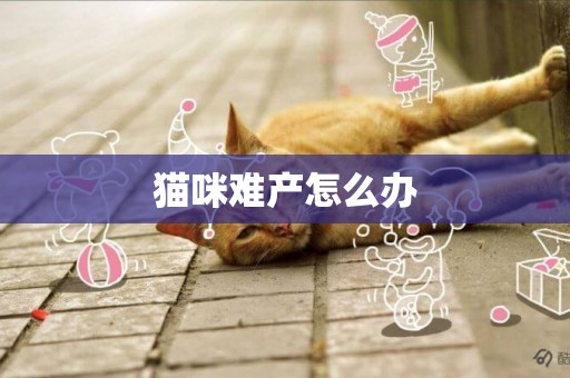 貓咪難產怎么辦