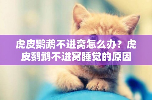 虎皮鸚鵡不進窩怎么辦？虎皮鸚鵡不進窩睡覺的原因