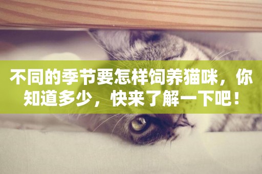 不同的季節要怎樣飼養貓咪，你知道多少，快來了解一下吧！