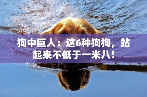 狗中巨人：這6種狗狗，站起來不低于一米八！