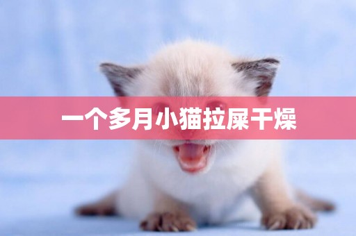 一個多月小貓拉屎干燥