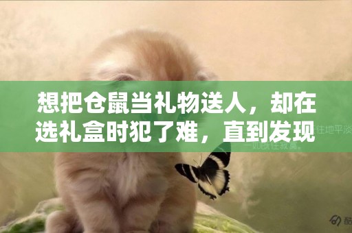 想把倉鼠當禮物送人，卻在選禮盒時犯了難，直到發現一個食品殼后