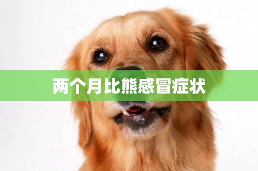 兩個月比熊感冒癥狀