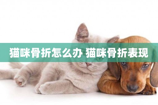 貓咪骨折怎么辦 貓咪骨折表現