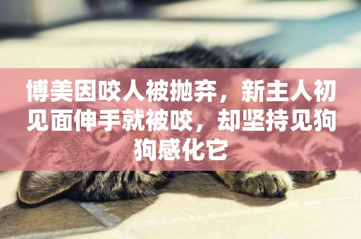 博美因咬人被拋棄，新主人初見面伸手就被咬，卻堅持見狗狗感化它