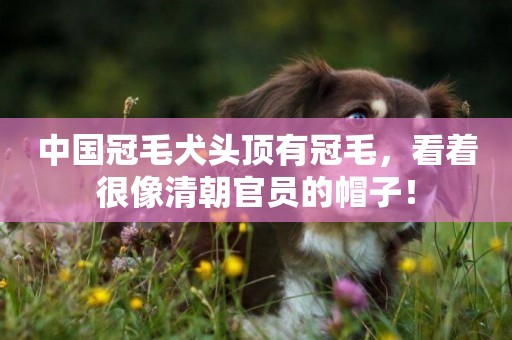 中國冠毛犬頭頂有冠毛，看著很像清朝官員的帽子！