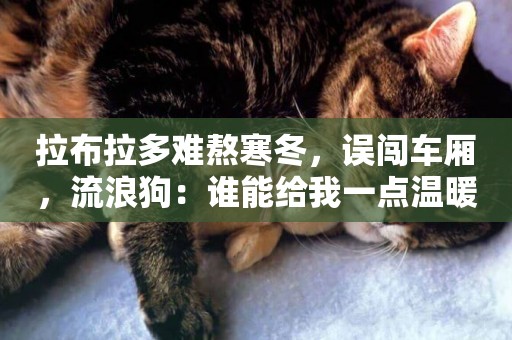 拉布拉多難熬寒冬，誤闖車廂，流浪狗：誰能給我一點溫暖