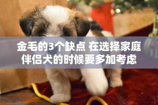 金毛的3個缺點 在選擇家庭伴侶犬的時候要多加考慮