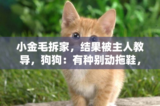 小金毛拆家，結果被主人教導，狗狗：有種別動拖鞋，有話好好說！