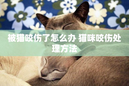 被貓咬傷了怎么辦 貓咪咬傷處理方法