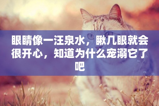 眼睛像一汪泉水，瞅幾眼就會很開心，知道為什么寵溺它了吧
