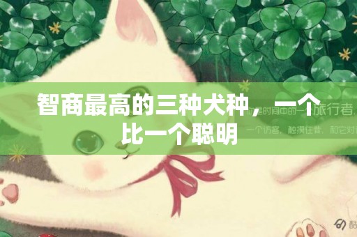 智商最高的三種犬種，一個比一個聰明
