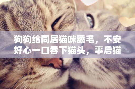 狗狗給同居貓咪舔毛，不安好心一口吞下貓頭，事后貓咪反應甜哭了