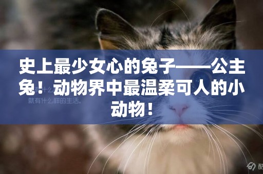 史上最少女心的兔子——公主兔！動物界中最溫柔可人的小動物！
