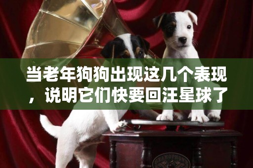 當老年狗狗出現這幾個表現，說明它們快要回汪星球了，多陪陪它們