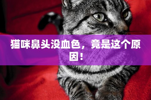 貓咪鼻頭沒血色，竟是這個原因！