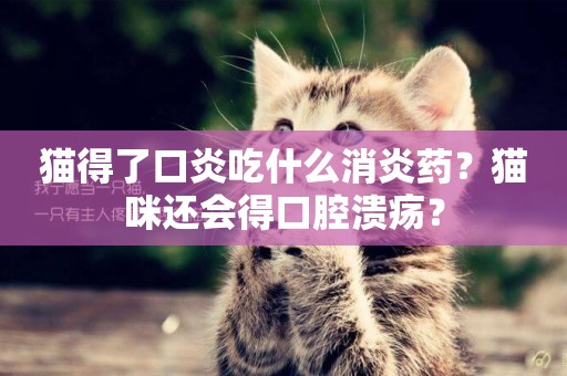 貓得了口炎吃什么消炎藥？貓咪還會得口腔潰瘍？