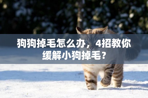 狗狗掉毛怎么辦，4招教你緩解小狗掉毛？