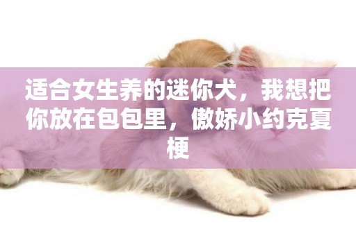 適合女生養的迷你犬，我想把你放在包包里，傲嬌小約克夏梗