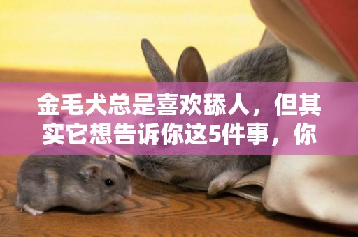 金毛犬總是喜歡舔人，但其實它想告訴你這5件事，你都知道嗎？
