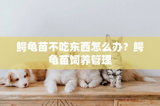 鱷龜苗不吃東西怎么辦？鱷龜苗飼養管理