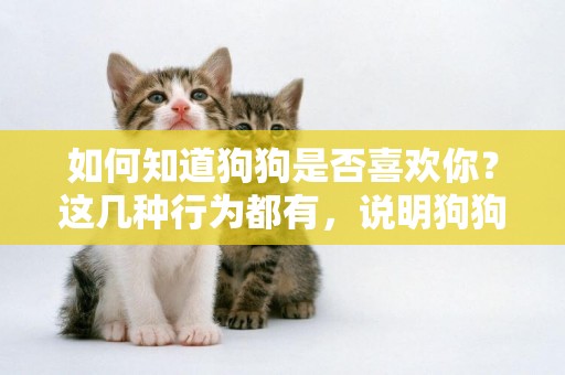 如何知道狗狗是否喜歡你？這幾種行為都有，說明狗狗真的太愛你