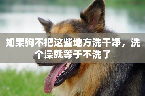 如果狗不把這些地方洗干凈，洗個澡就等于不洗了