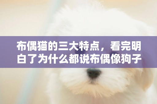 布偶貓的三大特點，看完明白了為什么都說布偶像狗子