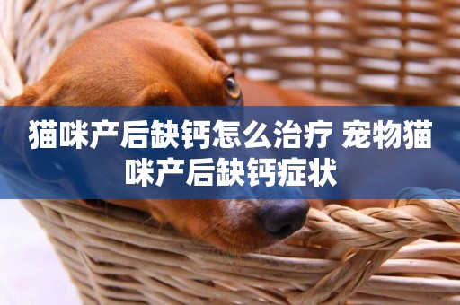 貓咪產后缺鈣怎么治療 寵物貓咪產后缺鈣癥狀
