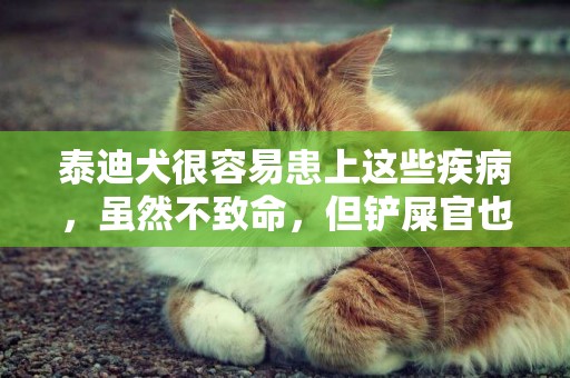 泰迪犬很容易患上這些疾病，雖然不致命，但鏟屎官也不能大意