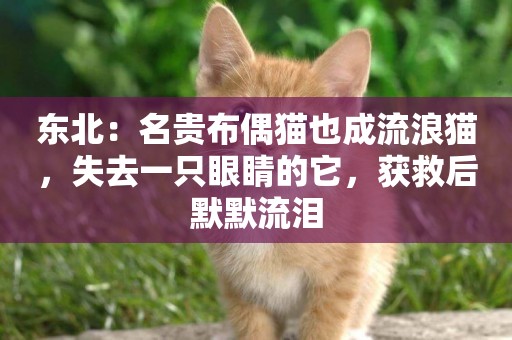 東北：名貴布偶貓也成流浪貓，失去一只眼睛的它，獲救后默默流淚