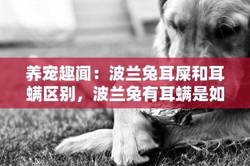 養寵趣聞：波蘭兔耳屎和耳螨區別，波蘭兔有耳螨是如何***