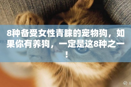 8種備受女性青睞的寵物狗，如果你有養狗，一定是這8種之一！