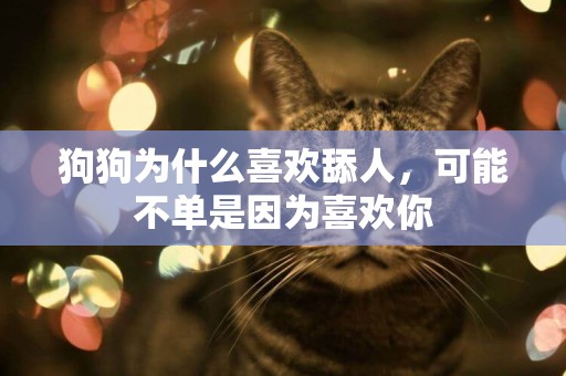狗狗為什么喜歡舔人，可能不單是因為喜歡你