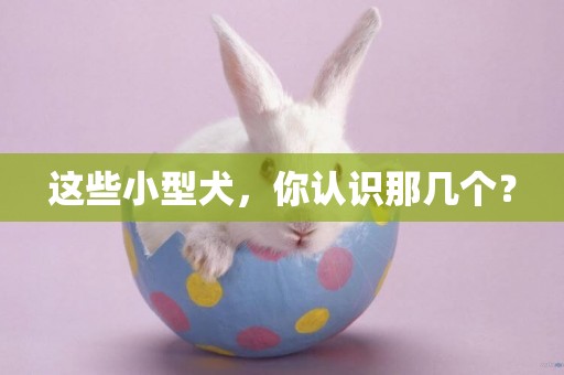 這些小型犬，你認識那幾個？